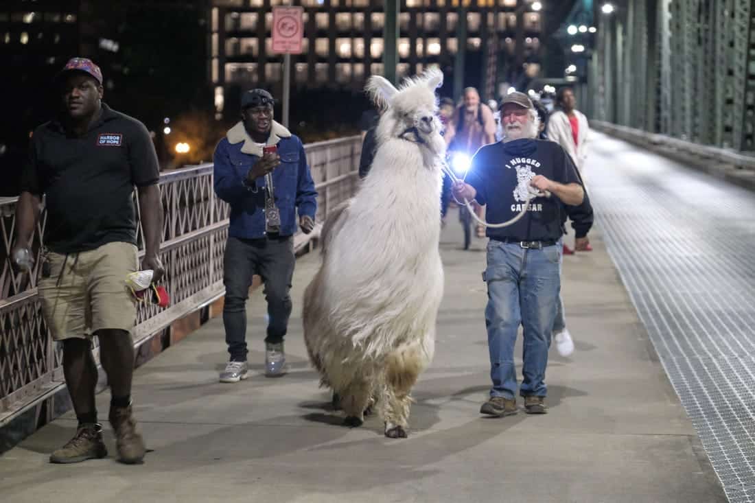 Una llama no drama se convierte en protagonista durante las noches de protesta en Portland 2