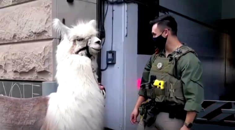 image protesta en Portland Una llama no drama se convierte en protagonista durante las noches de protesta en Portland 3