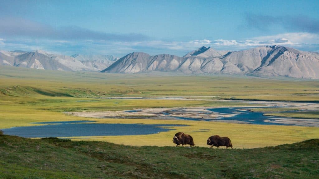 Estados Unidos habilita extracción de petróleo y gas en el Refugio Nacional de Vida Silvestre del Ártico, en el noreste de Alaska