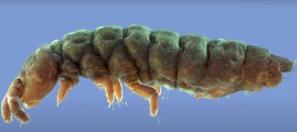 criatura Encuentran una criatura primitiva en la Antártida que sobrevivió 30 eras de hielo image criatura criatura primitiva