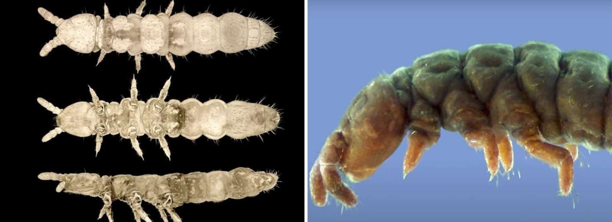 Encuentran criatura primitiva en la antártida