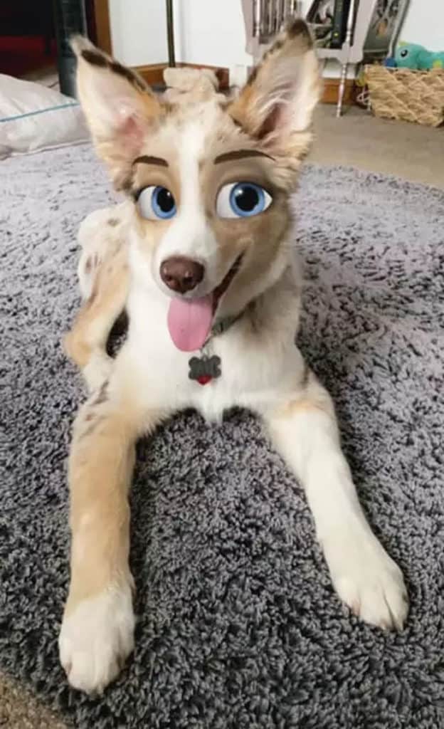 image nuevo filtro de Snapchat dog disney snapchat filter 3 5f2fac0c3479a 700