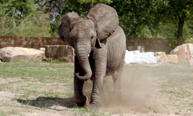 Un zoológico en Polonia le dará marihuana medicinal a elefantes para ayudar a aliviarles el estrés