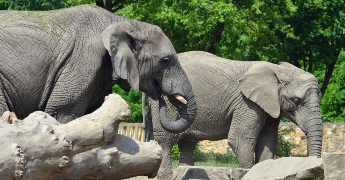 Un zoológico en Polonia le dará marihuana medicinal a elefantes para ayudar a aliviarles el estrés