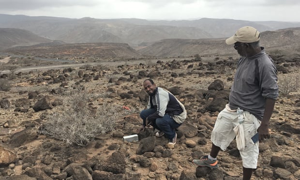 musaraña Encuentran ejemplares de musaraña elefante de Somalia luego de creerse extinta image musaraña encontrando las musaranas