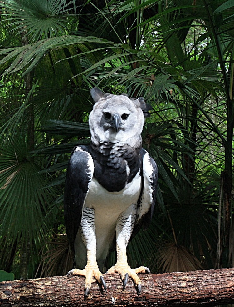 Águila Arpía