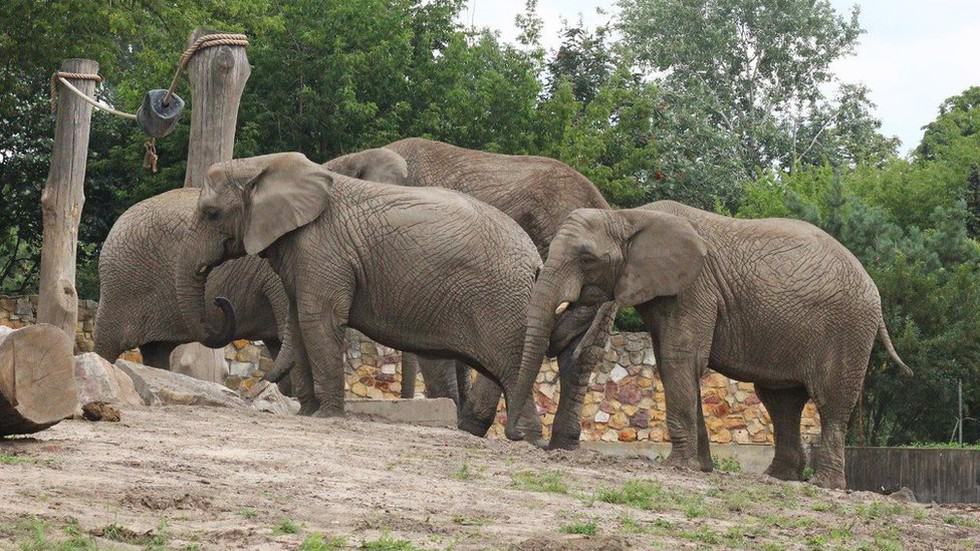 Un zoológico en Polonia le dará marihuana medicinal a elefantes para ayudar a aliviarles el estrés