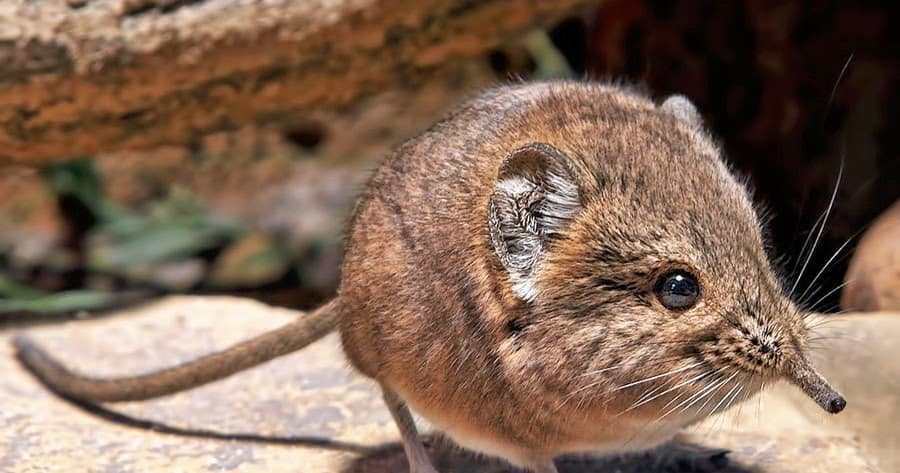 musaraña elefante de somalia