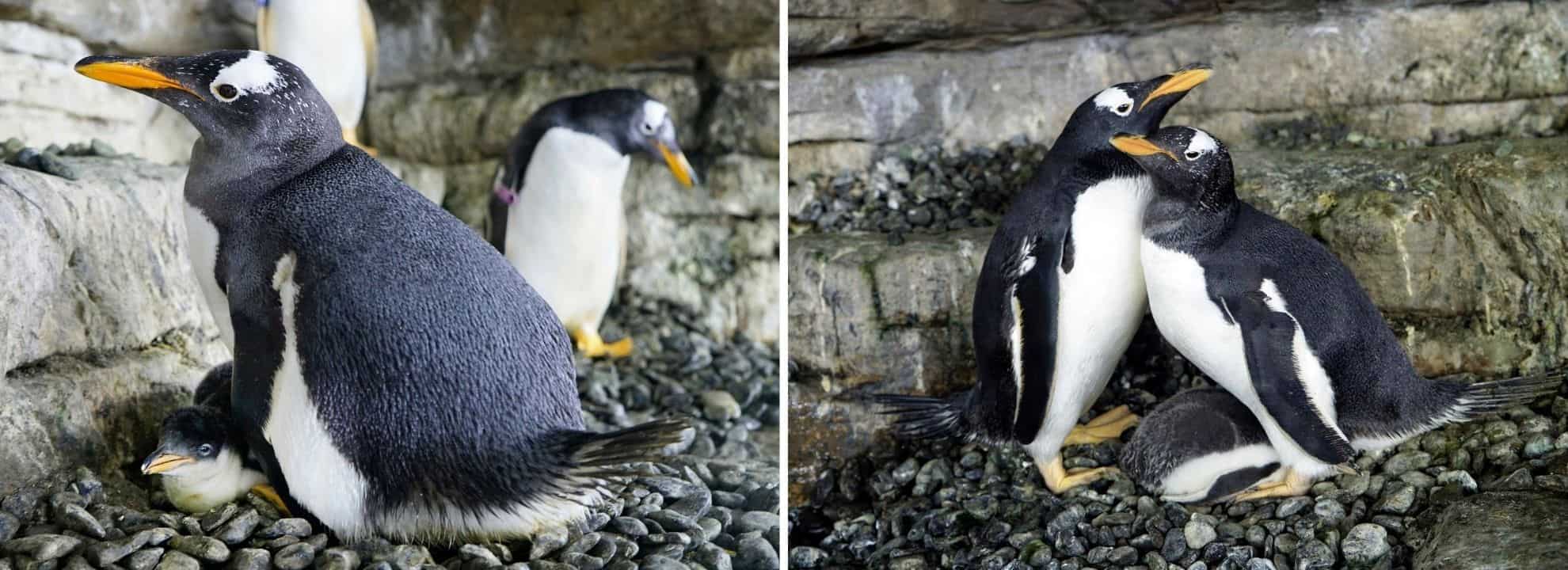pingüinos hembras adoptan cría