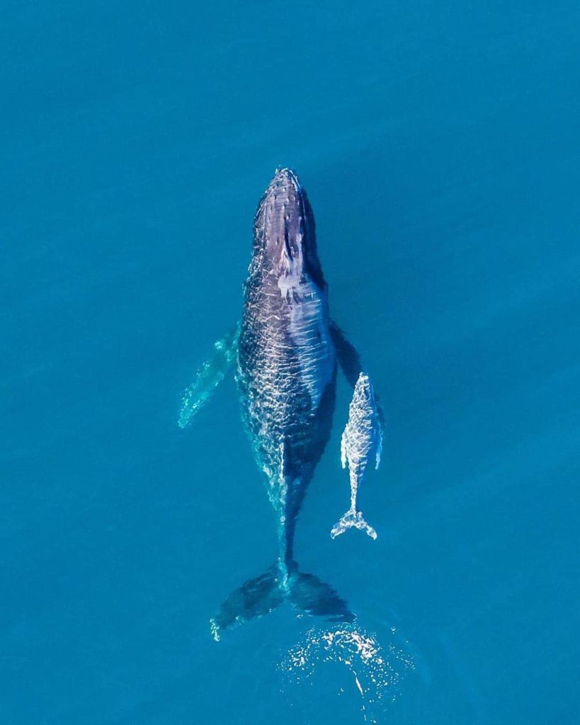 image tiburones nadando dentro de una ola sean scott ocean photography 13