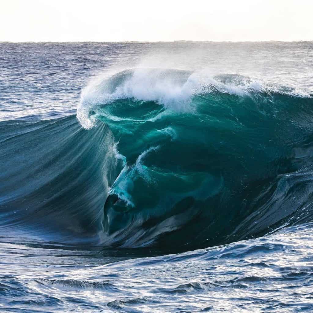 tiburones nadando dentro de una ola