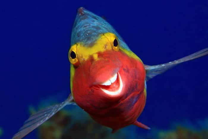 Arthur Telle Thiemann photographed a cheerful Mediterranean parrotfish in "Smiley." _Smiley_00000091 "Smiley." © Arthur Telle Thiemann/Comedy Wildlife Photo Awards 2020