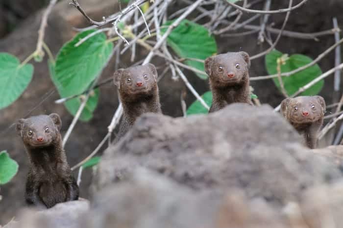 "Surprise Smiles." © Asaf Sereth/Comedy Wildlife Photo Awards 2020