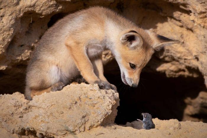 "Tough Negotiations." © Ayala Fishaimer/Comedy Wildlife Photo Awards 2020