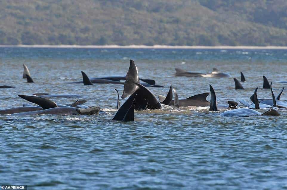 Casi 100 ballenas murieron después de quedar atrapadas en un banco de arena frente a Tasmania ballenas