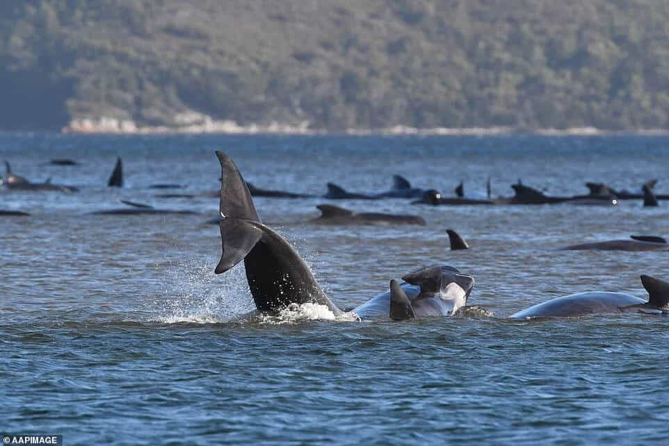 Casi 100 ballenas murieron después de quedar atrapadas en un banco de arena frente a Tasmania image 33430684 8757779 The desperate rescue effort continues to save a massive pod of w a 3 1600763597227 1