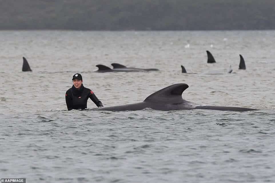 Casi 100 ballenas murieron después de quedar atrapadas en un banco de arena frente a Tasmania ballenas