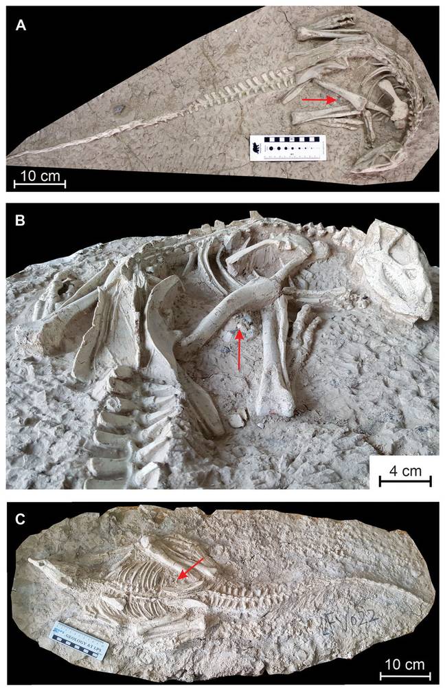 nueva especie de dinosaurio