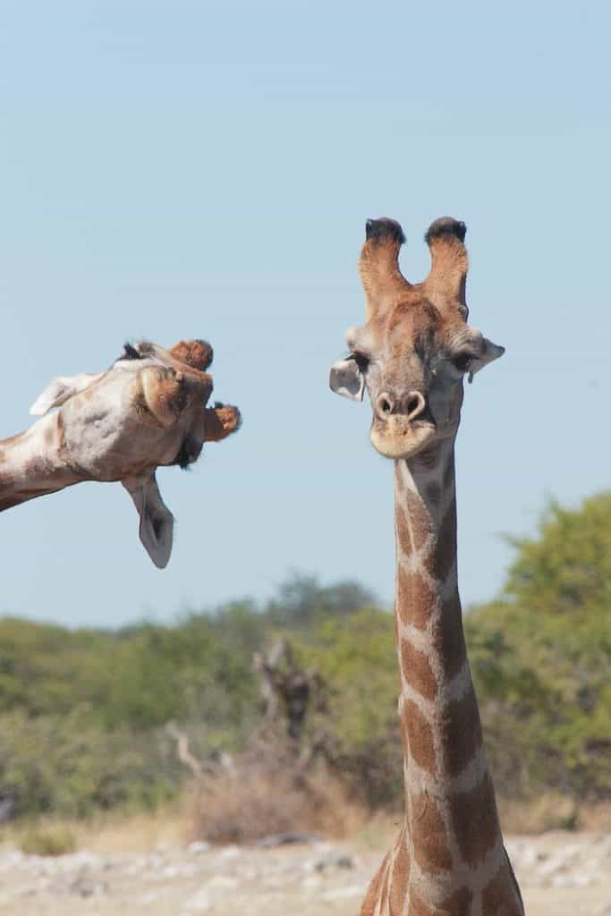 "Crashing into the Picture." © Brigitte Alcalay Marcon/Comedy Wildlife Photo Awards 2020