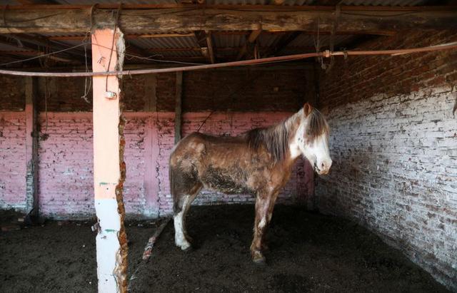 Estrenan "5 Corazones", un documental que denuncia el maltrato en comercio de caballos en Argentina