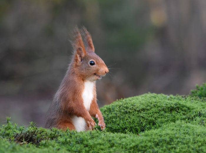 "The Inside Joke." © Femke van Willigen/Comedy Wildlife Photo Awards 2020