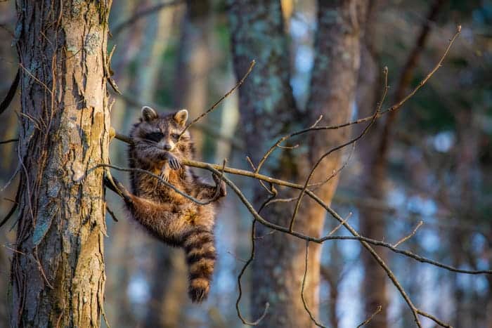 "Just Chillin'." © Jill Neff/Comedy Wildlife Photo Awards 2020