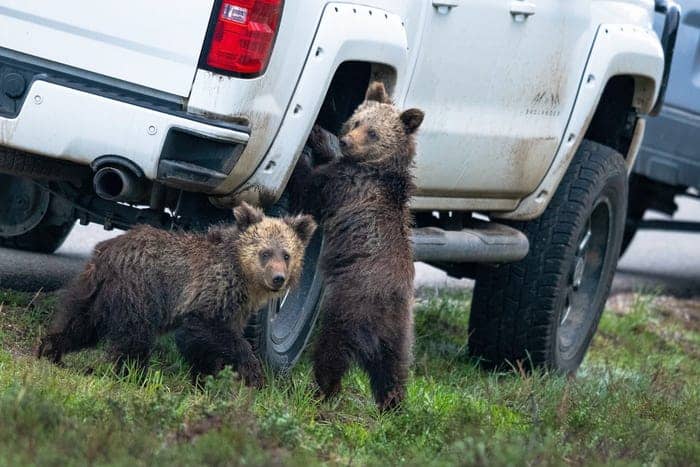 "I Think This Tire's Gonna Be Flat." © Kay Kotzian/Comedy Wildlife Photo Awards 2020