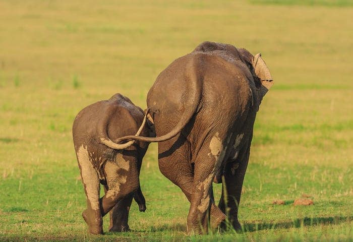 "Like Mother Like Daughter." © Jagdeep Rajput/Comedy Wildlife Photo Awards 2020