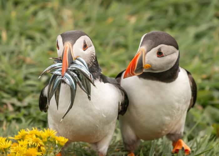 "Seriously, Would You Share Some?" © Krisztina Scheeff/Comedy Wildlife Photo Awards 2020