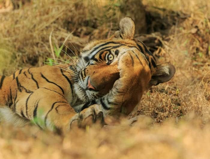 "Peekaboo." © Jagdeep Rajput/Comedy Wildlife Photo Awards 2020