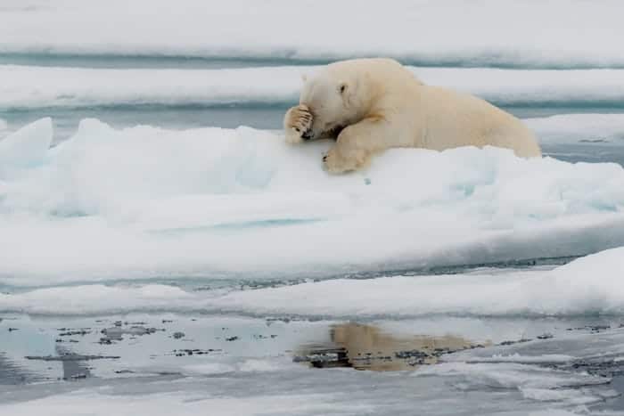 "Lamentation!" © Jacques Poulard/Comedy Wildlife Photo Awards 2020