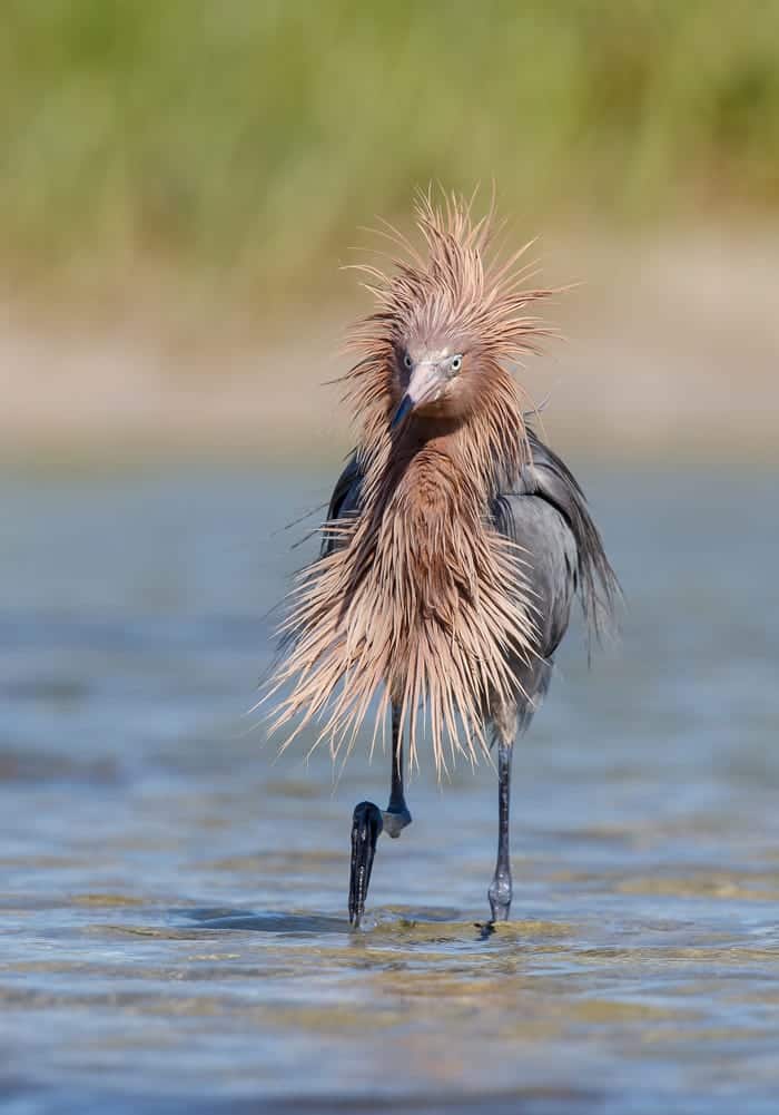 "COVID Hair." © Gail Bisson/Comedy Wildlife Photo Awards 2020