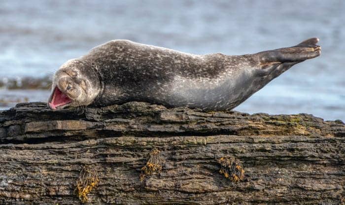 "Having a Laugh." © Ken Crossan/Comedy Wildlife Photo Awards 2020