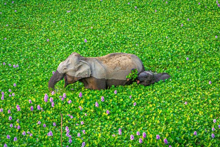 "Wait Up Mommy, Look What I Got For You!" © Kunal Gupta/Comedy Wildlife Photo Awards 2020