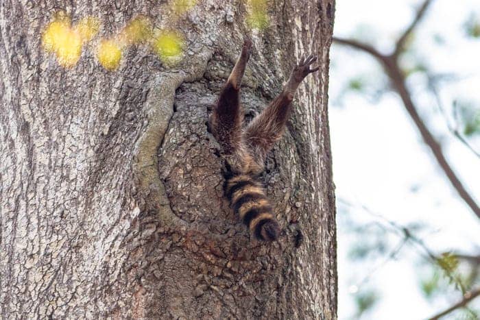 "Almost Time to Get Up." © Charlie Davidson/Comedy Wildlife Photo Awards 2020