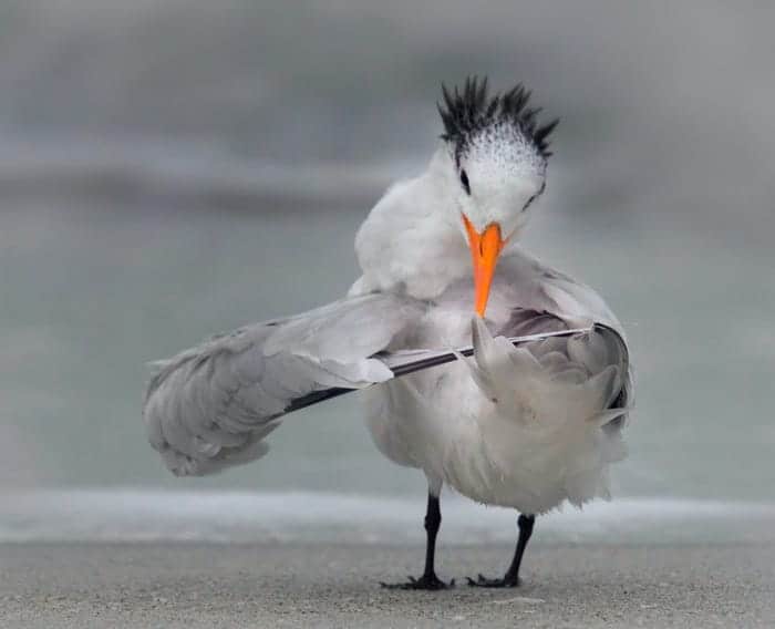 "Tern Tuning Its Wings." © Daniele D'Ermo/Comedy Wildlife Photo Awards 2020