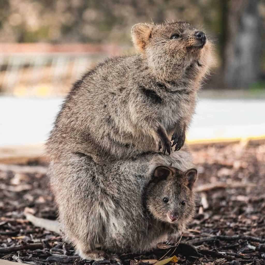 image los animales más sonrientes del mundo Quokka 1