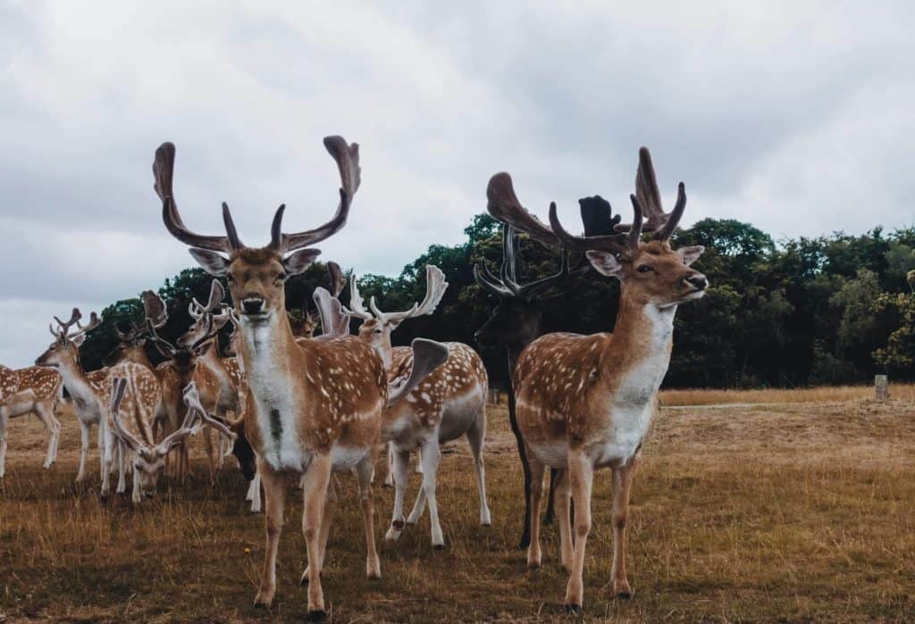 Richmond Park, London