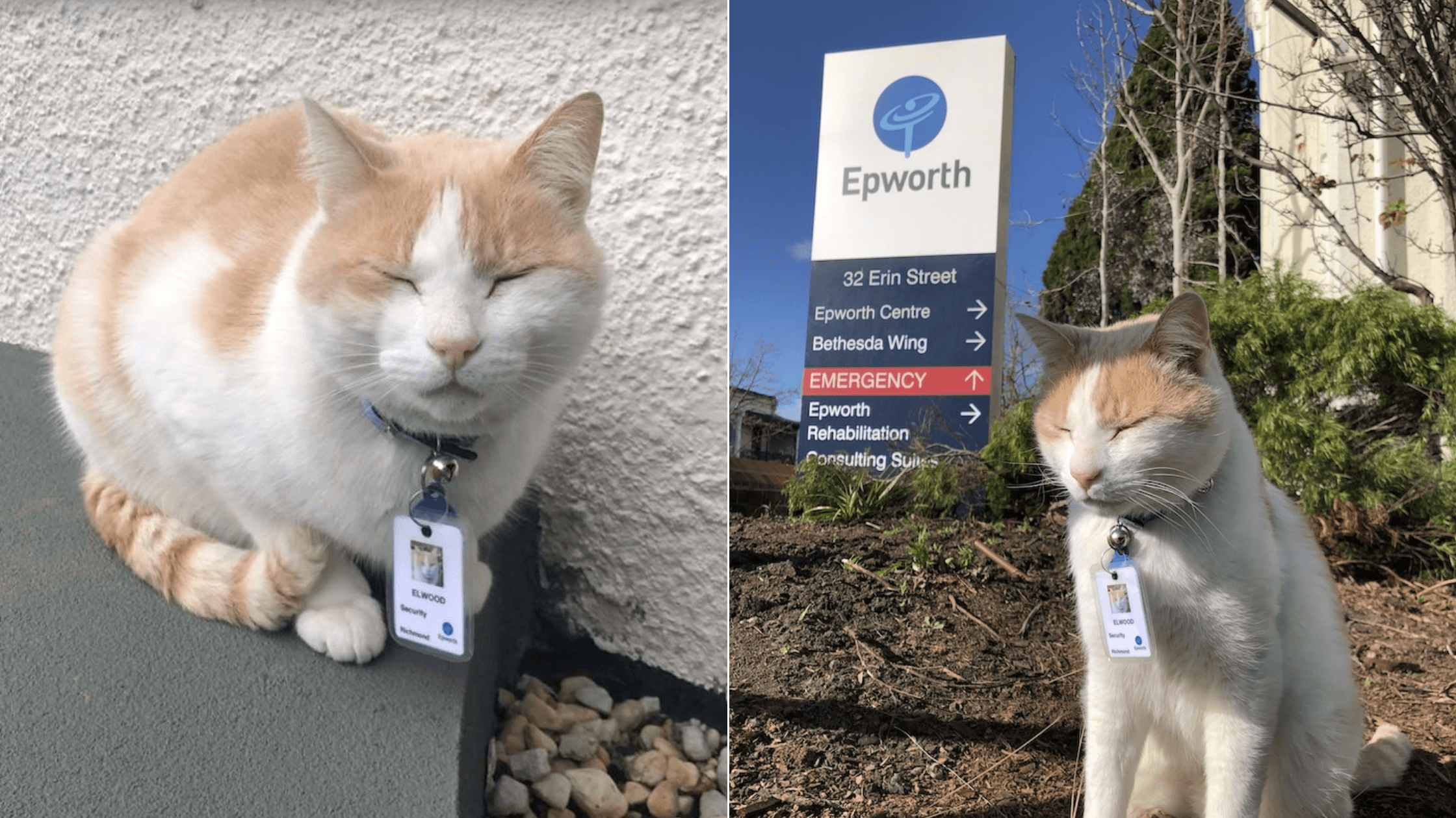 Un hospital australiano contrata a un gato como guardia de seguridad y hasta le extiende su propia placa de identificación 1