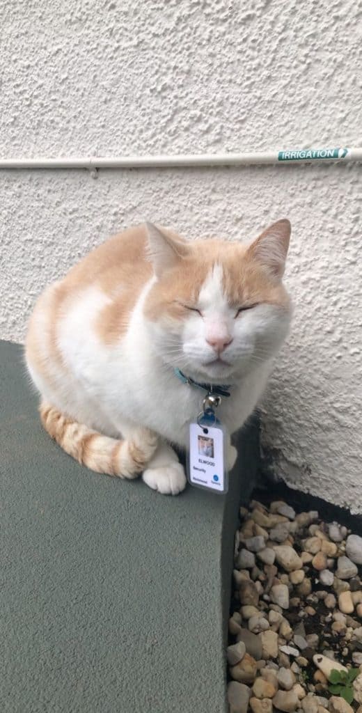 image gato Un hospital australiano contrata a un gato como guardia de seguridad y hasta le extiende su propia placa de identificacion 2