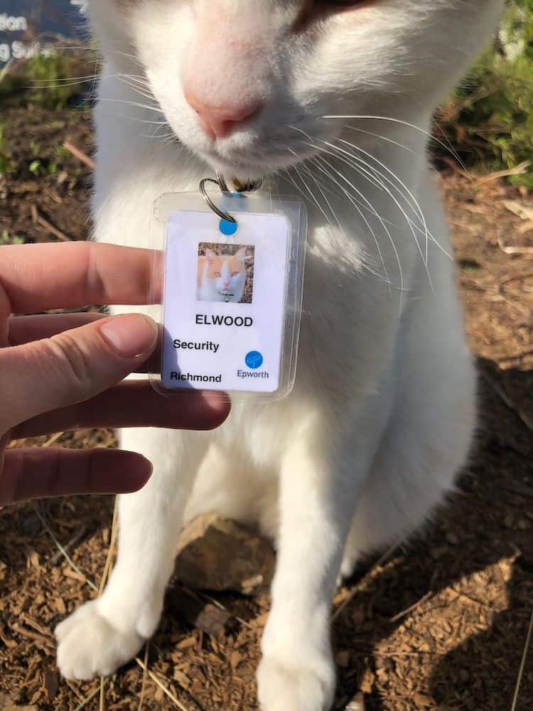 image gato Un hospital australiano contrata a un gato como guardia de seguridad y hasta le extiende su propia placa de identificacion 3