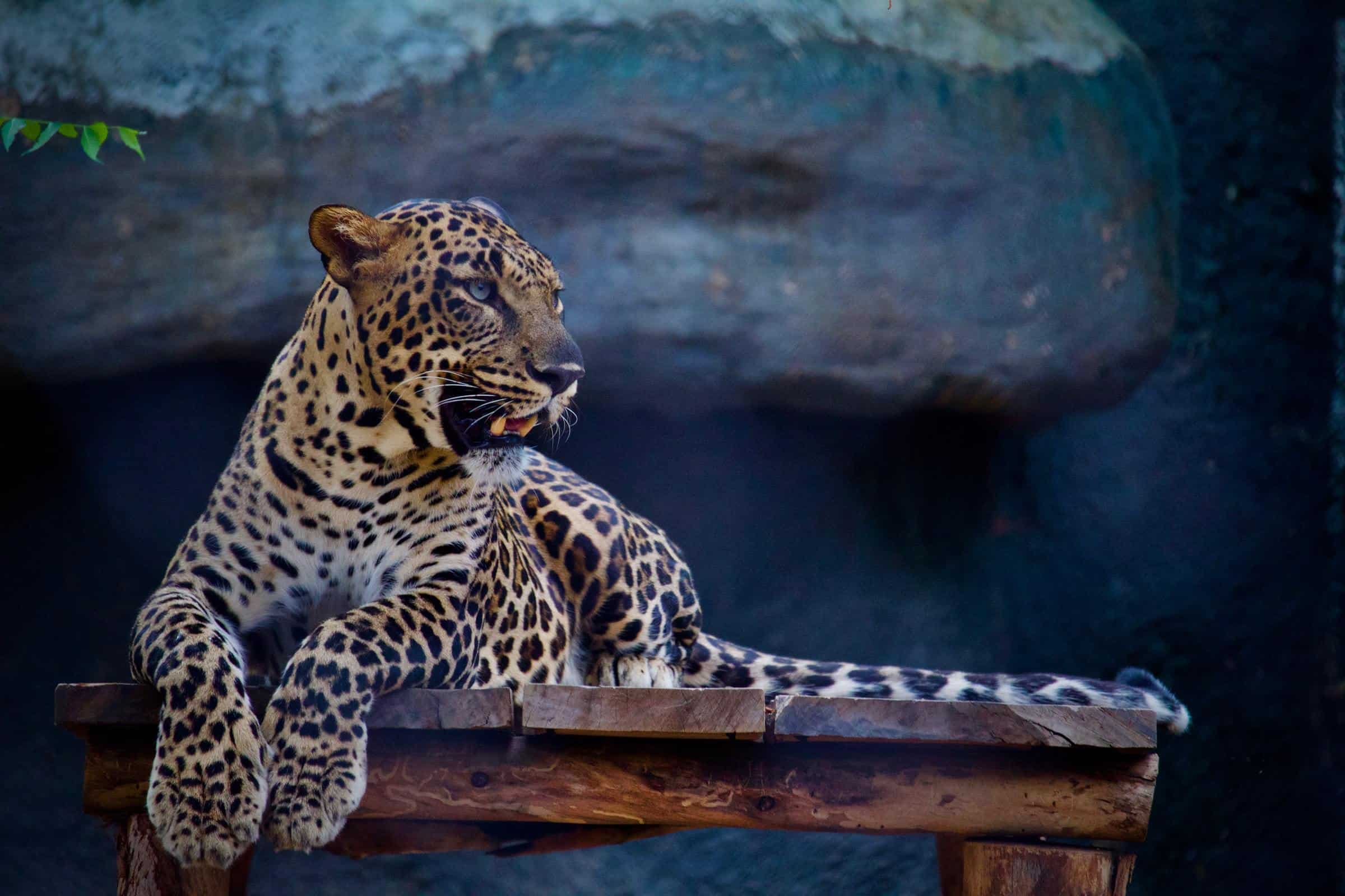 Un leopardo ingresó a un restaurante en Sudáfrica y fue filmado por una de las personas que se encontraba allí