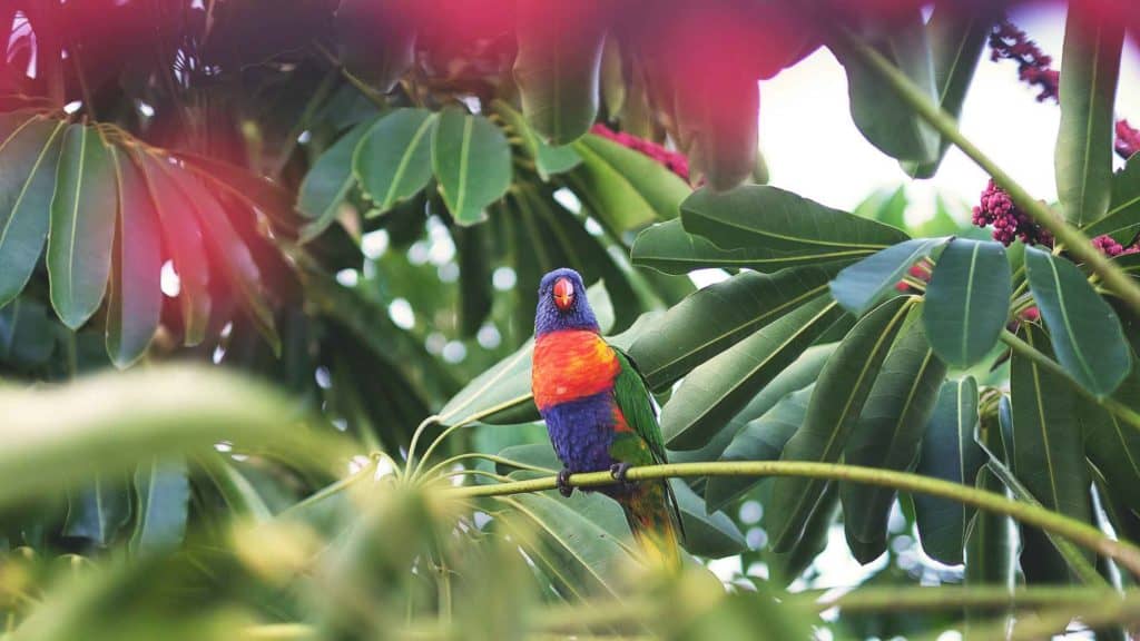 image costa este de australia airlie beach australia