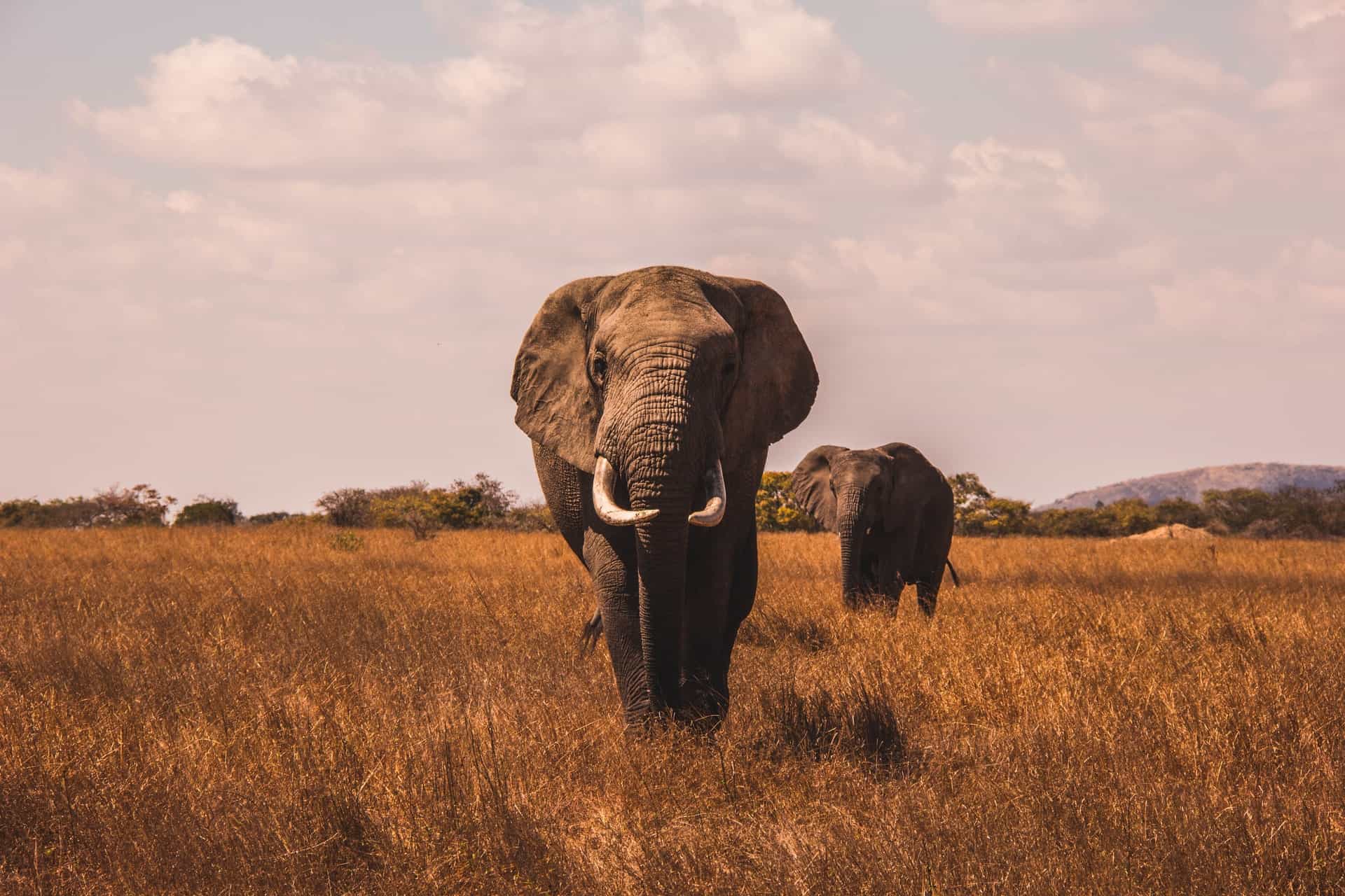 Se conoce la probable causa de muerte de más de 300 elefantes en Botswana y está relacionada al cambio climático