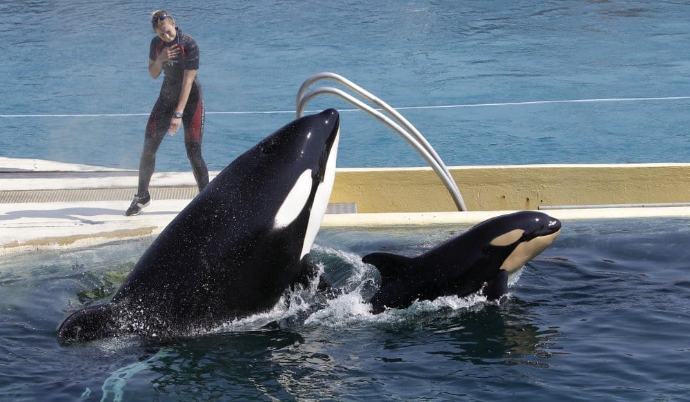 En Francia prohibirán el uso de animales silvestres en circos y parques marinos