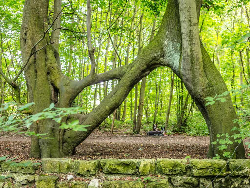 Inglaterra, Escocia y Gales quieren saber cuál es el árbol del 2020 y la decisión es del público