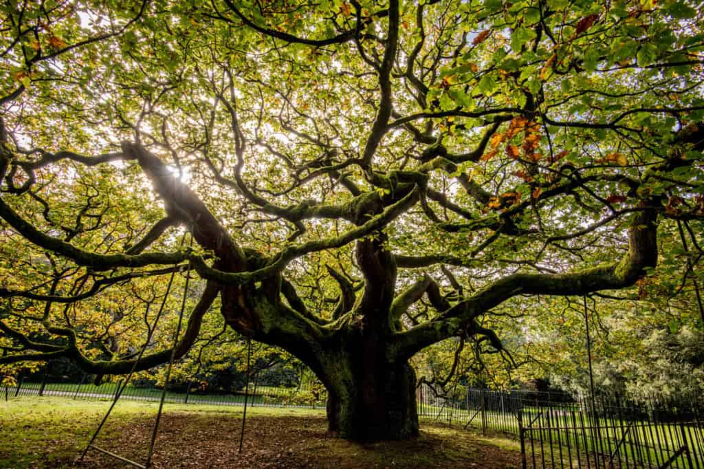 Inglaterra, Escocia y Gales quieren saber cuál es el árbol del 2020 y la decisión es del público