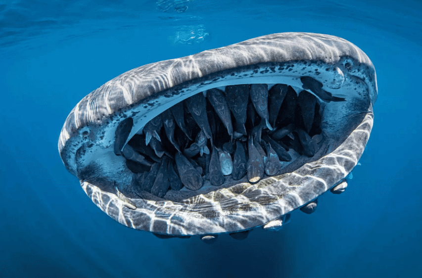 ballena mexico