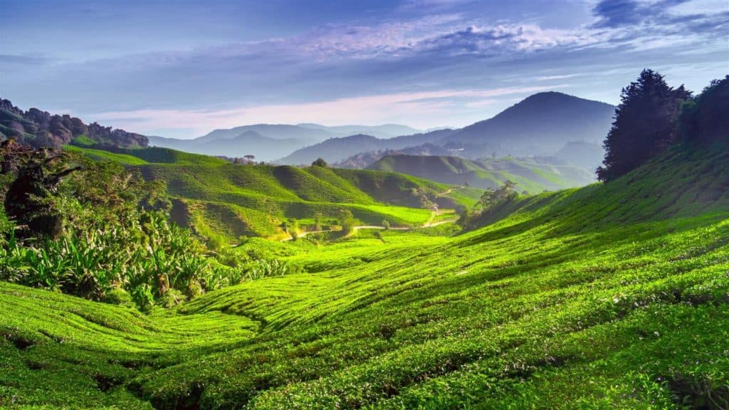 image Malasia no es solo un destino cameron highlands