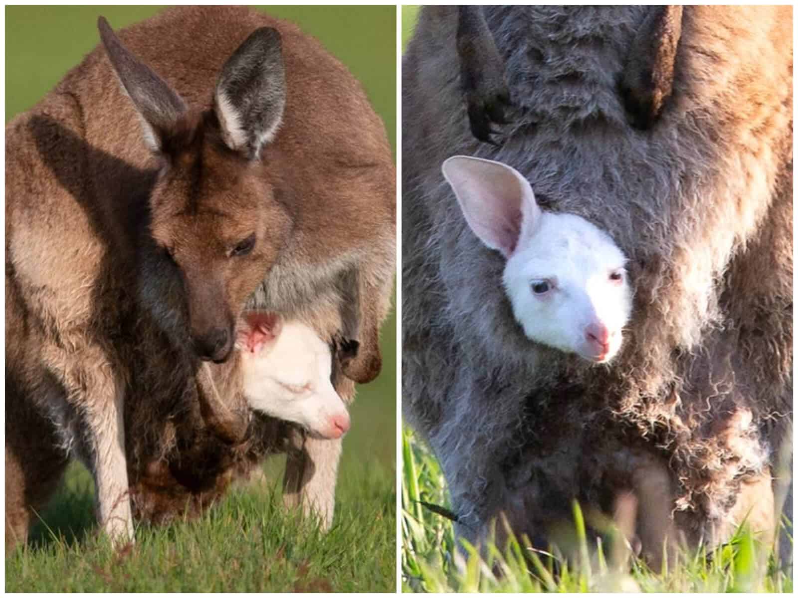 canguro blanco